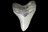 Megalodon Tooth - North Carolina #99336-1
